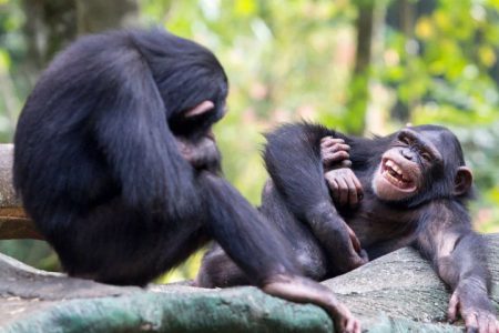حافظه عجیب شامپانزه ها