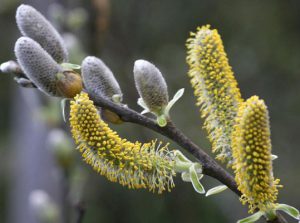 با نوشیدن عرق این گیاه نیازی به آسپیرین ندارید