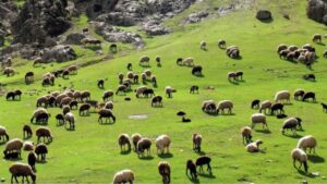 عشایر ۲۵ درصد گوشت مورد نیاز کشور را تامین می‌کنند