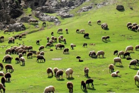 عشایر ۲۵ درصد گوشت مورد نیاز کشور را تامین می‌کنند