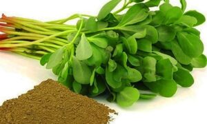 معجزه خرفه؛ گیاهی برای کاهش اختلالات رشد و اوتیسم در کودکان